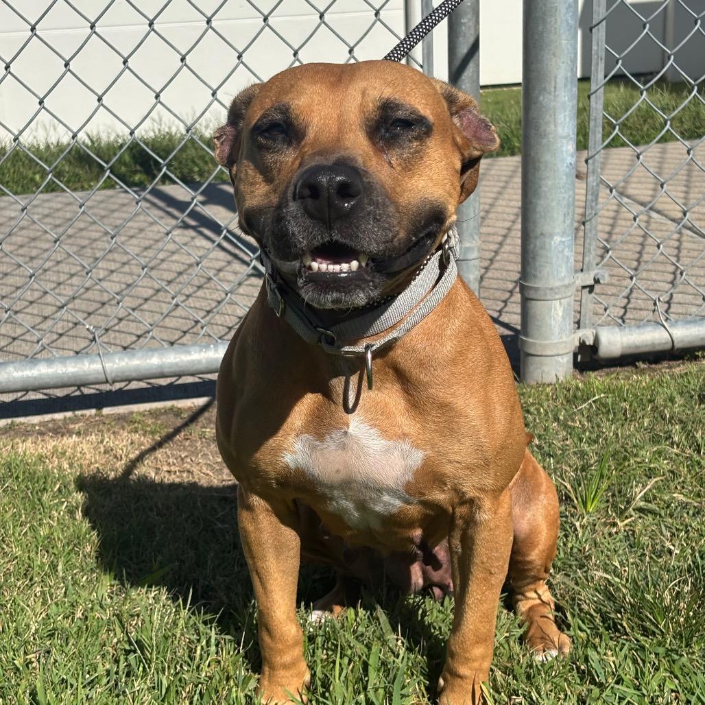 Matilda, Adoptable, Adult Female Boxer & Pit Bull Terrier.