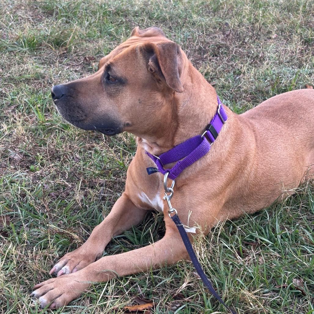 Enlarge Matilda, a Adoptable mixed breed in League City, TX image 3/5