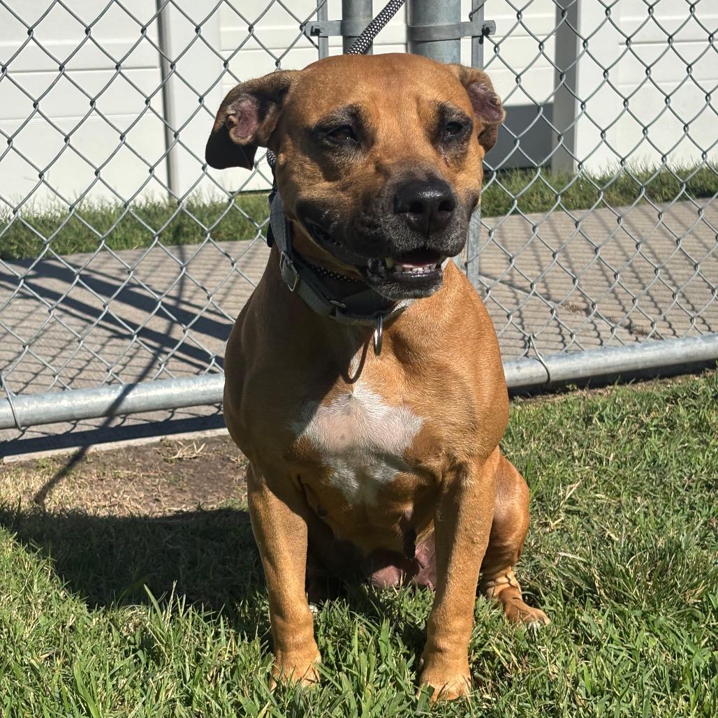 Enlarge Matilda, a Adoptable mixed breed in League City, TX image 2/3