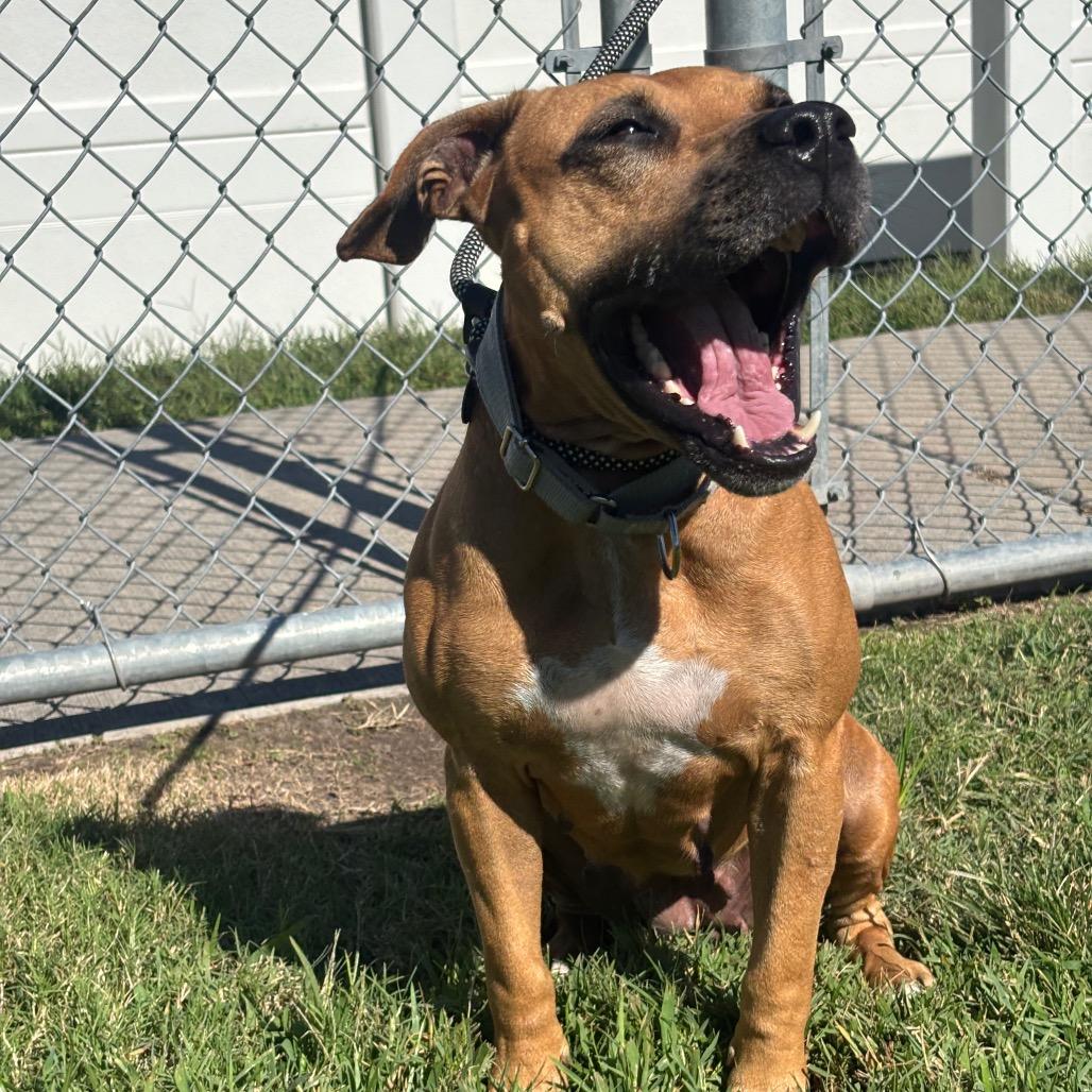 Enlarge Matilda, a Adoptable mixed breed in League City, TX image 3/3