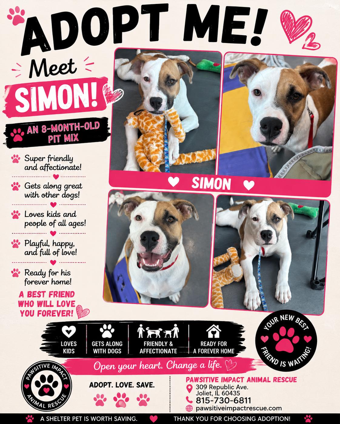 Simon, ADOPTABLE, Young Male American Staffordshire Terrier.