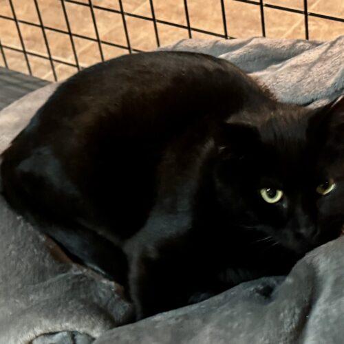 Pat, Adoptable, Adult Male Domestic Short Hair.