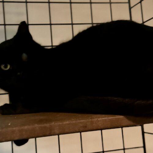 Pat, a Adoptable Domestic Short Hair in Seven Valleys, PA image 2/4