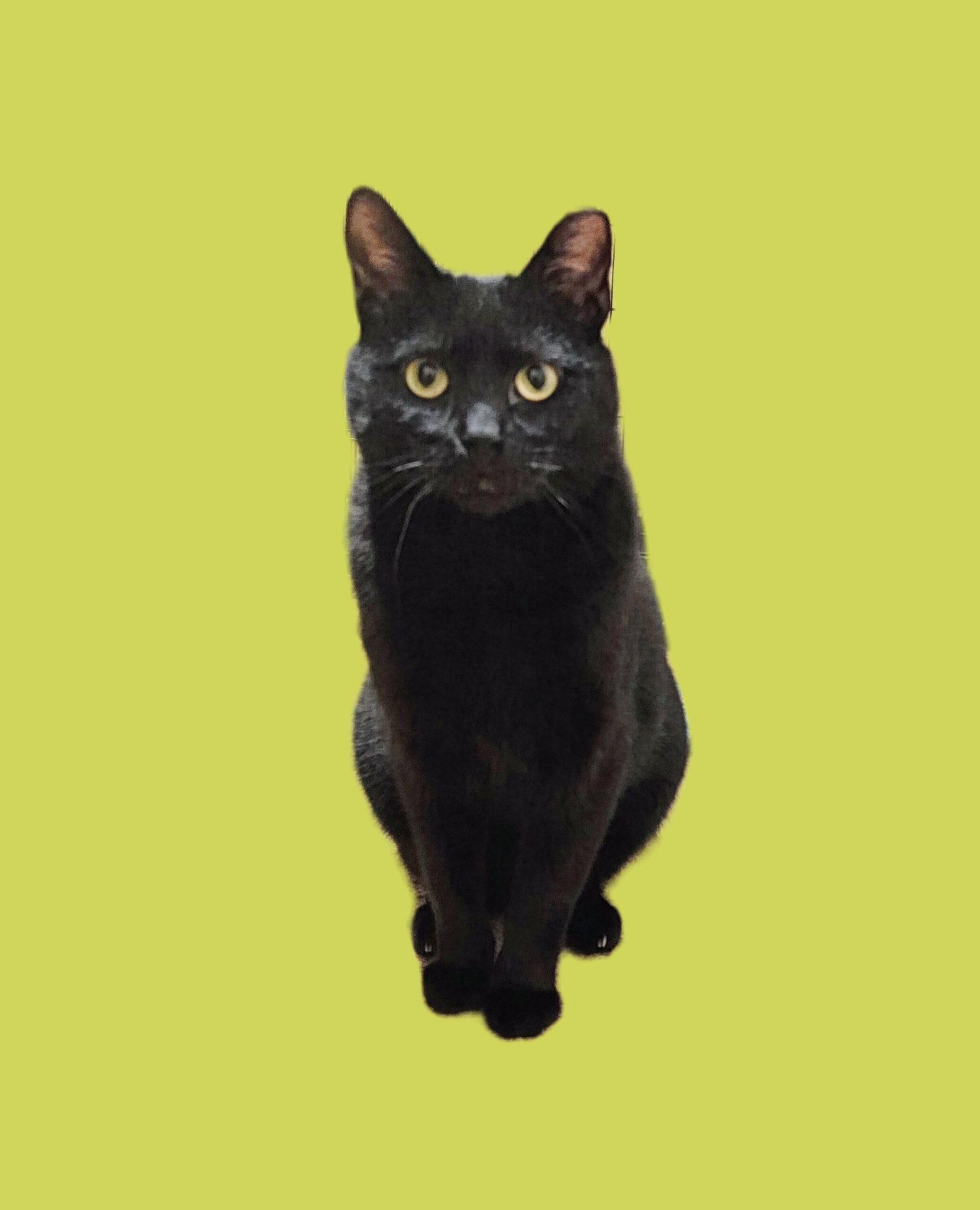 Enlarge Pat, a Adoptable Domestic Short Hair in Seven Valleys, PA image 1/5