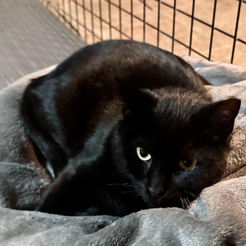 Pat, a Adoptable Domestic Short Hair in Seven Valleys, PA image 3/4