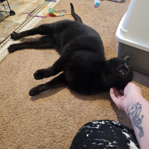 Pat, Adoptable, Adult Male Domestic Short Hair.