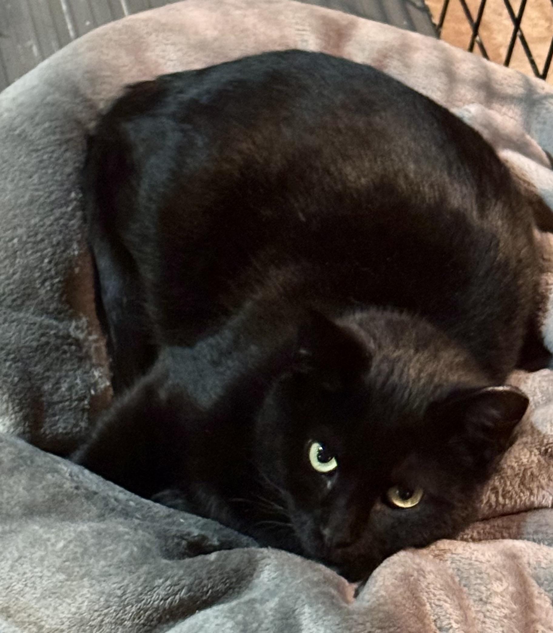 Pat, a Adoptable Domestic Short Hair in Seven Valleys, PA image 4/4