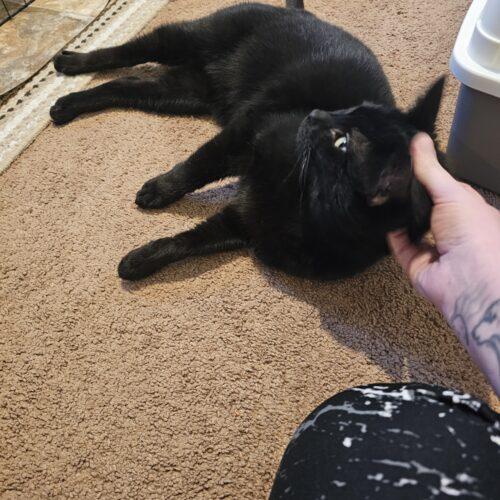 Enlarge Pat, a Adoptable Domestic Short Hair in Seven Valleys, PA image 3/5