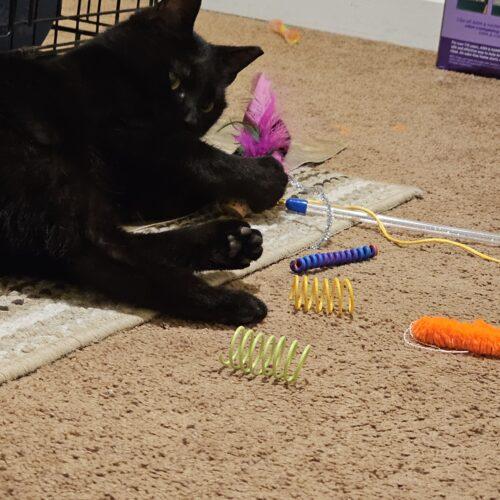 Enlarge Pat, a Adoptable Domestic Short Hair in Seven Valleys, PA image 4/5