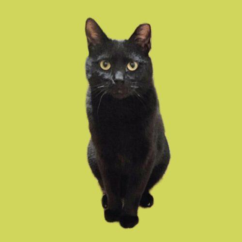 Enlarge Pat, a Adoptable Domestic Short Hair in Seven Valleys, PA image 4/5