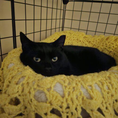 Enlarge Pat, a Adoptable Domestic Short Hair in Seven Valleys, PA image 5/5
