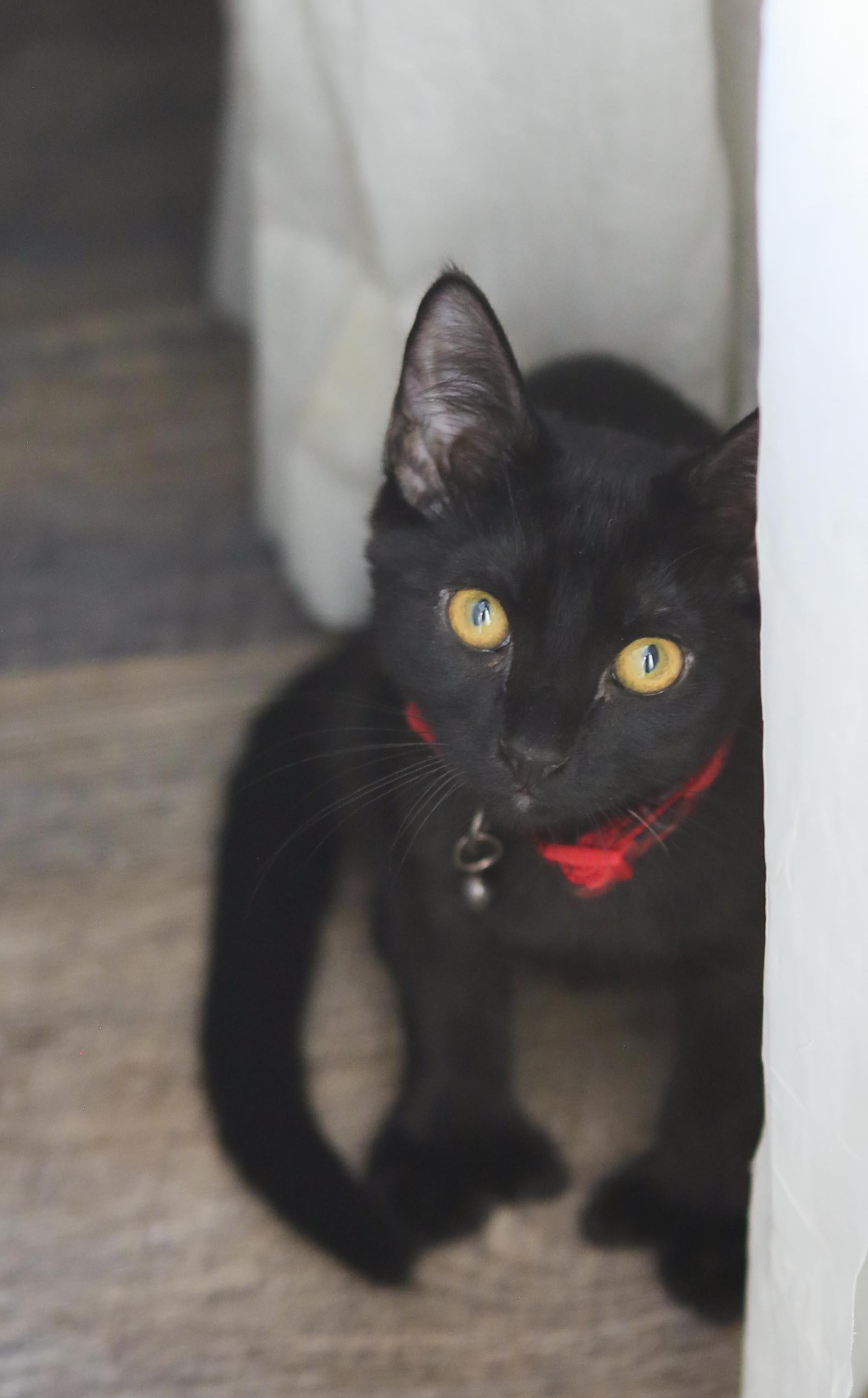 Enlarge Emerson - Polydactyl, a Adoptable Extra-Toes Cat / Hemingway Polydactyl in Sonora, CA image 1/1