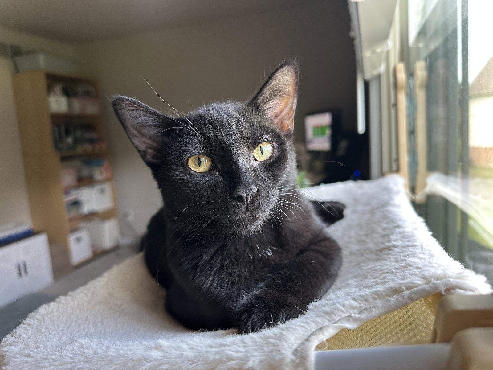 Eg Litter Fava, Adoptable, Young Male Domestic Short Hair.