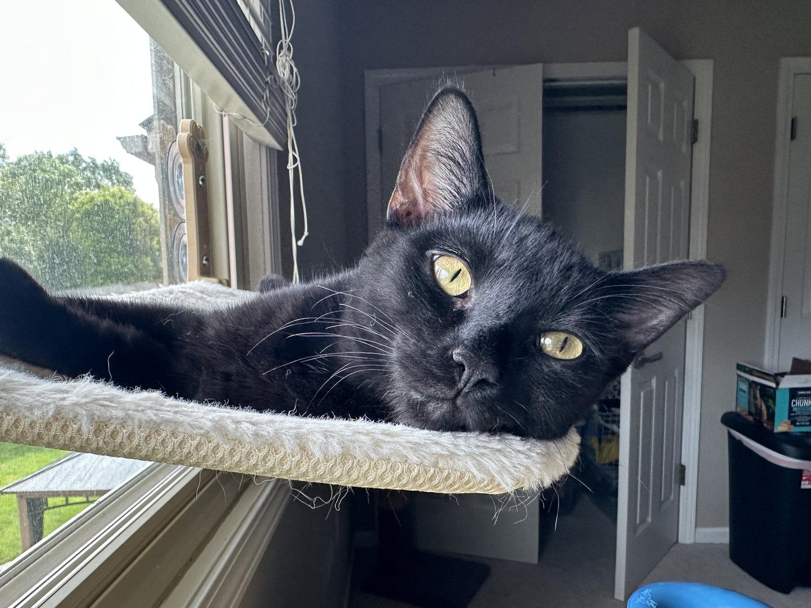 Enlarge Eg Litter Fava, a Adoptable Domestic Short Hair in Livonia, MI image 2/3