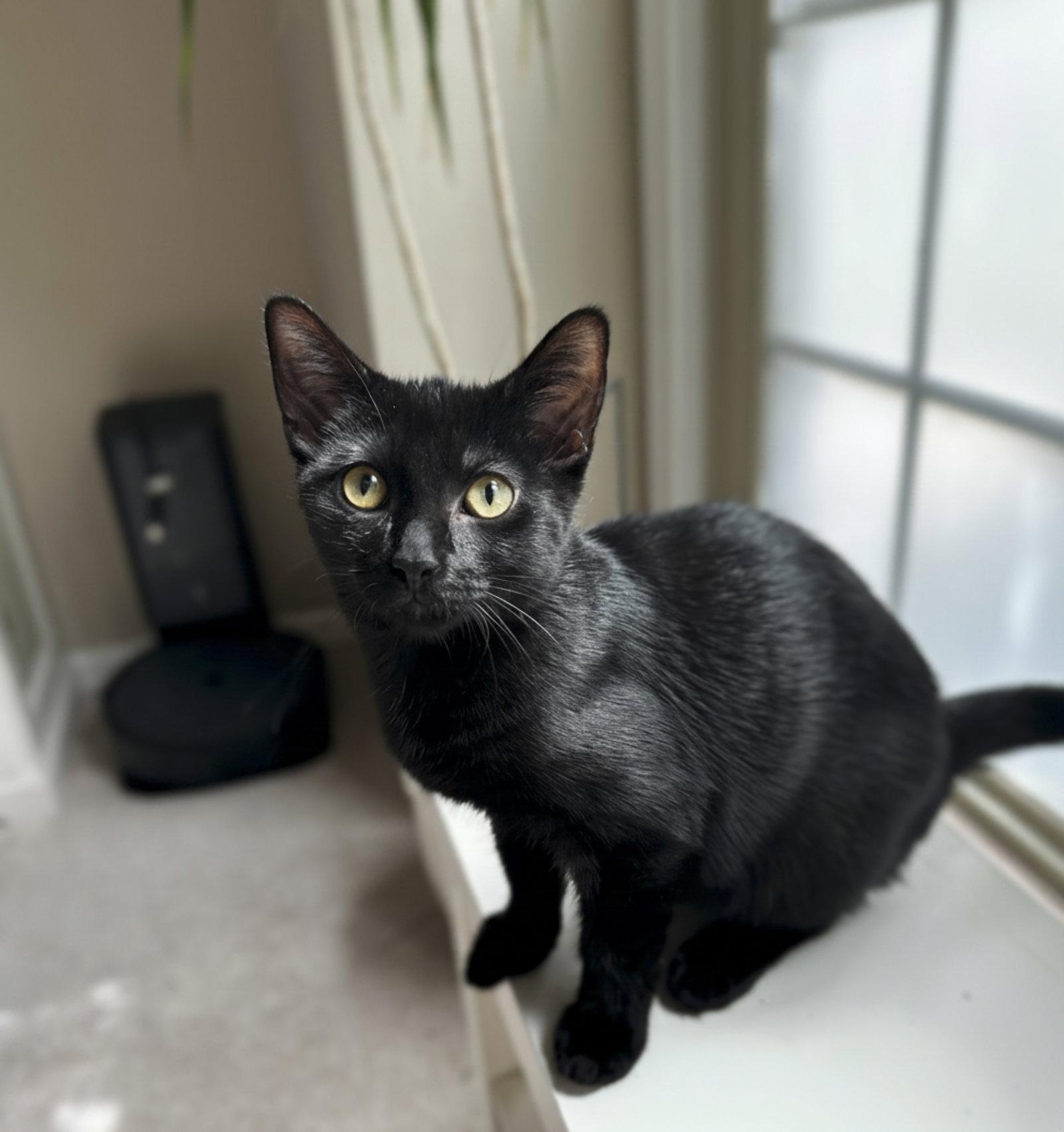 Eg Litter Fava, Adoptable, Young Male Domestic Short Hair.