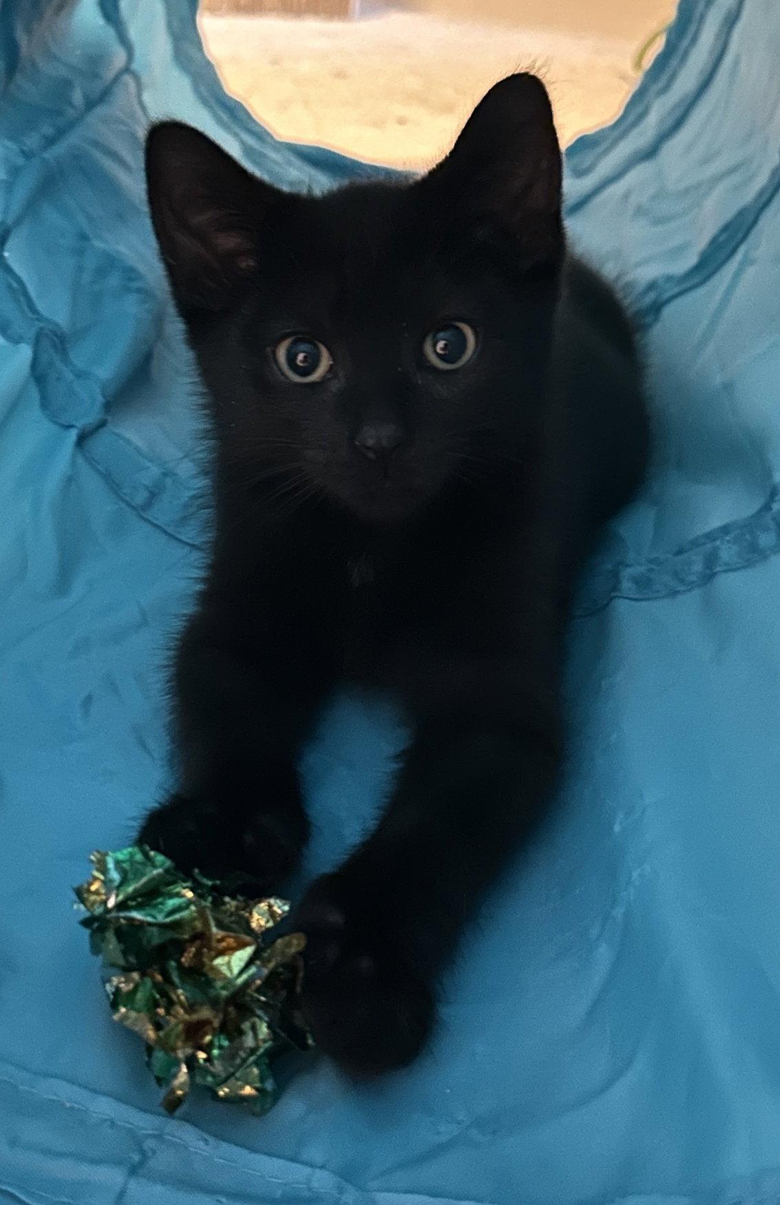 Eg Litter Fava, a Adoptable Domestic Short Hair in Livonia, MI image 1/2