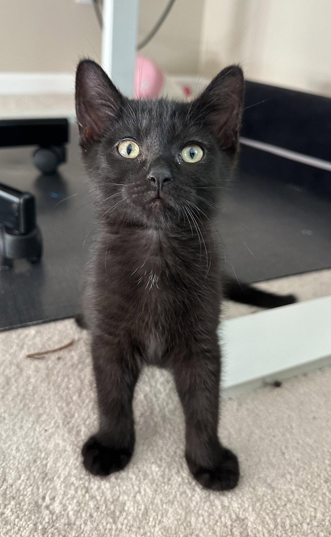 Eg Litter Fava, a Adoptable Domestic Short Hair in Livonia, MI image 2/2