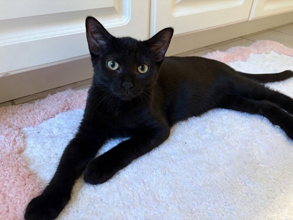 Eg Litter Fava, a Adoptable Domestic Short Hair in Livonia, MI image 2/3