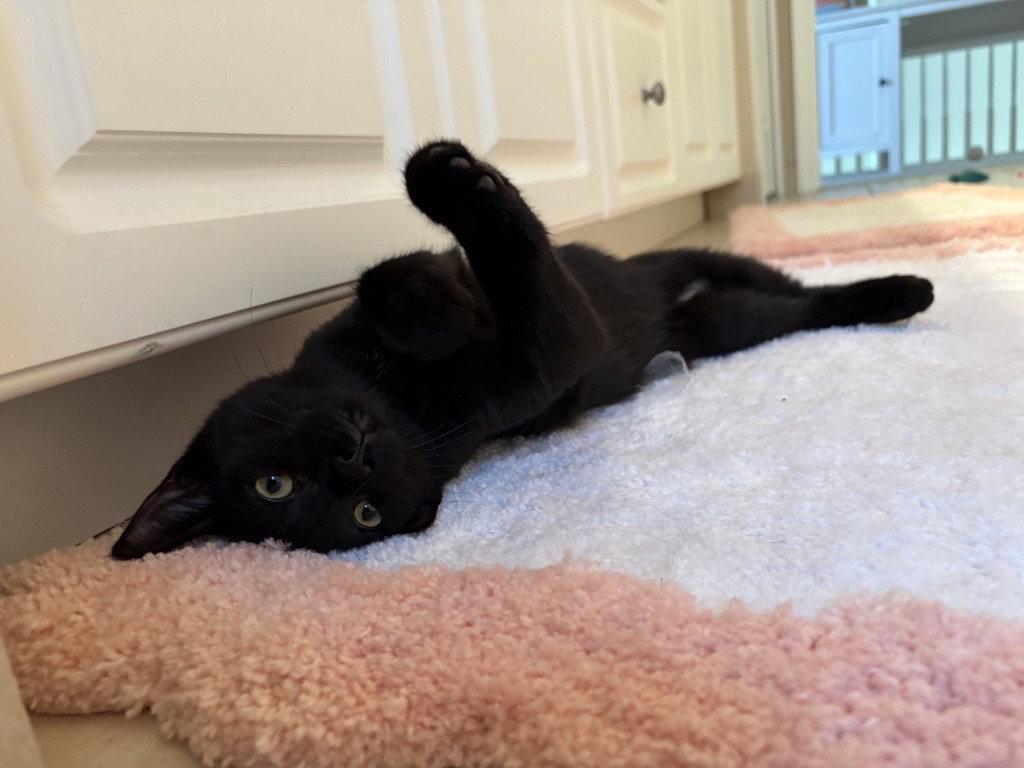 Eg Litter Fava, a Adoptable Domestic Short Hair in Livonia, MI image 3/3