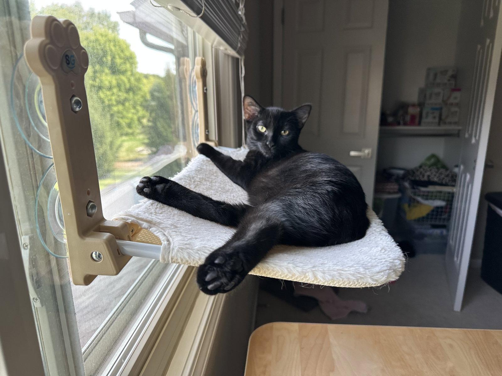 Enlarge Eg Litter Fava, a Adoptable Domestic Short Hair in Livonia, MI image 3/3