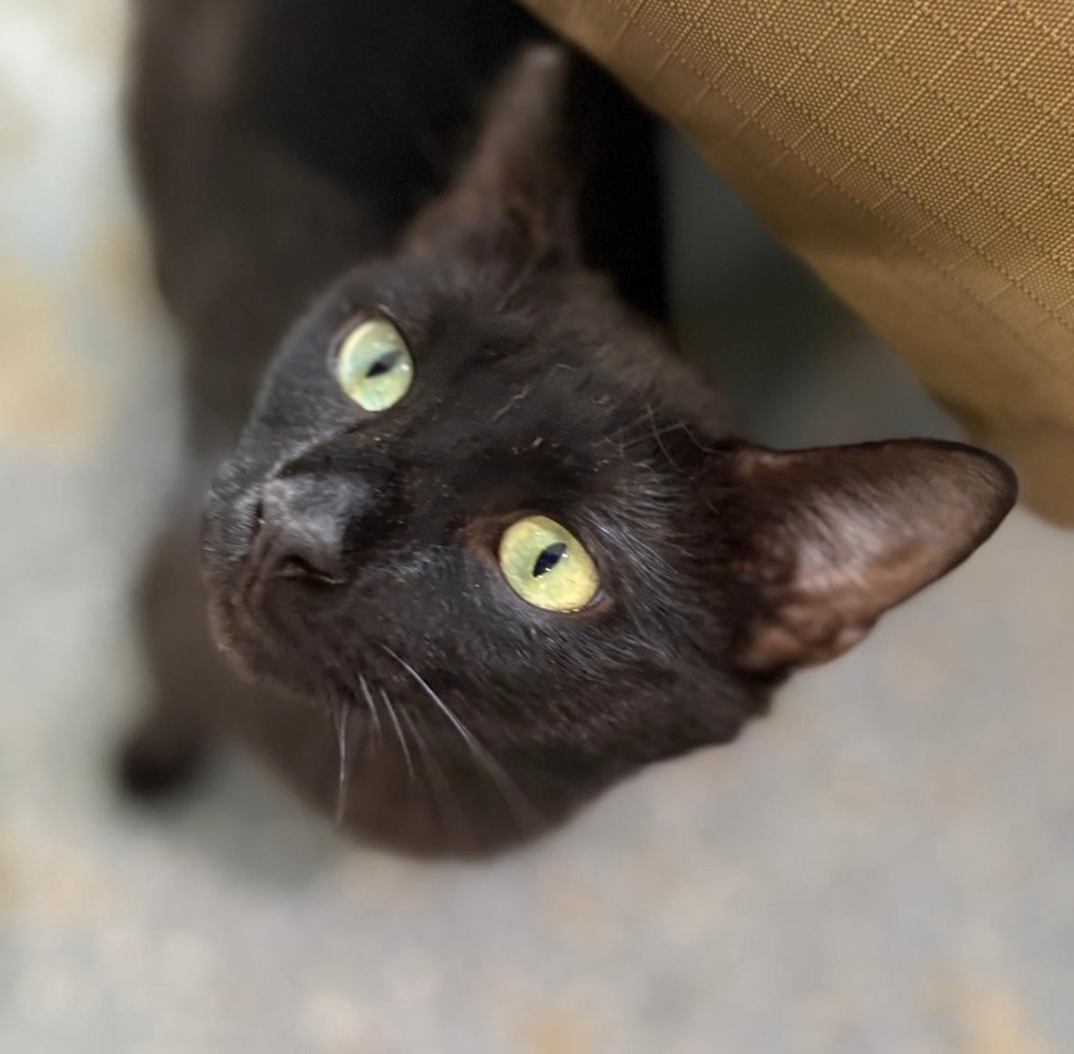 Nigel