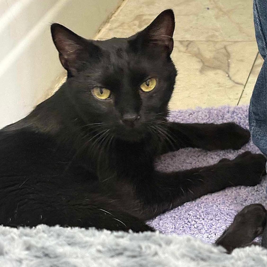 Salem, an adoptable Domestic Short Hair in Lubbock, TX, 79407 | Photo Image 2