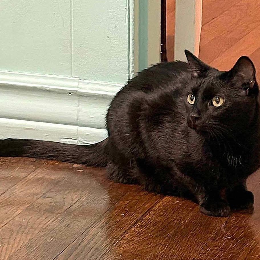 Salem, an adoptable Domestic Short Hair in Lubbock, TX, 79407 | Photo Image 3