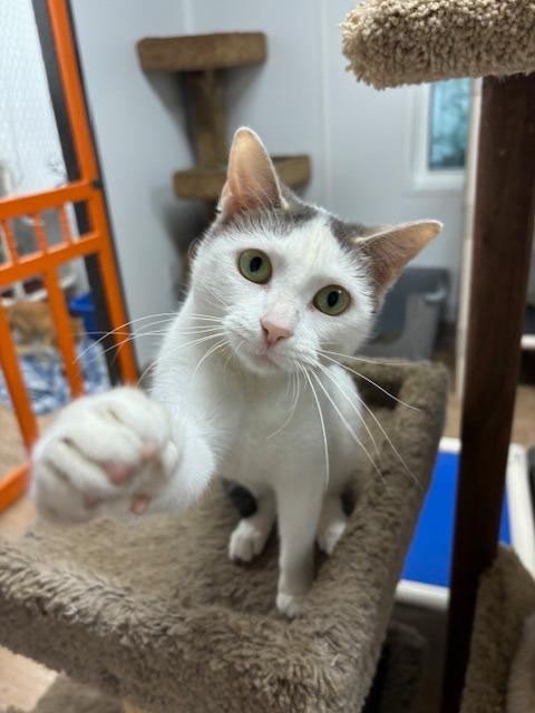 Enlarge Kristy, a Adoptable mixed breed in Corpus Christi, TX image 1/6