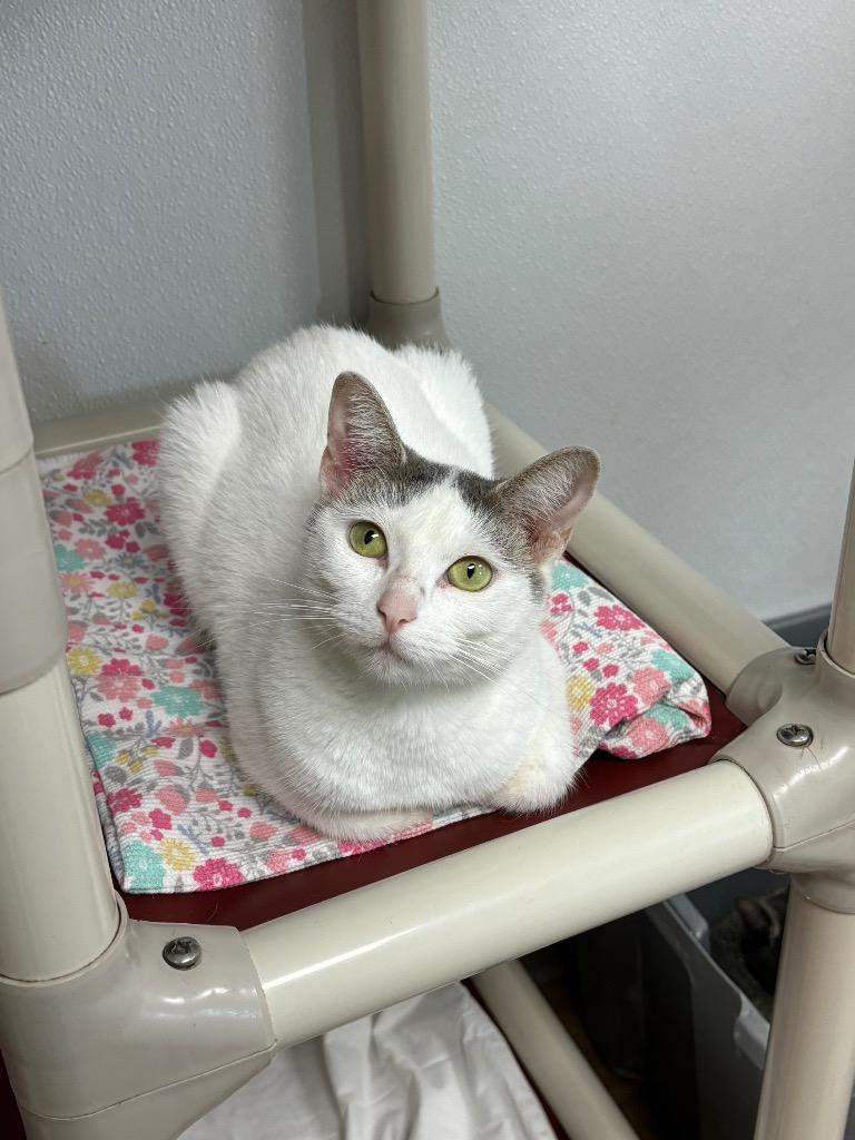 Enlarge Kristy, a Adoptable mixed breed in Corpus Christi, TX image 1/6