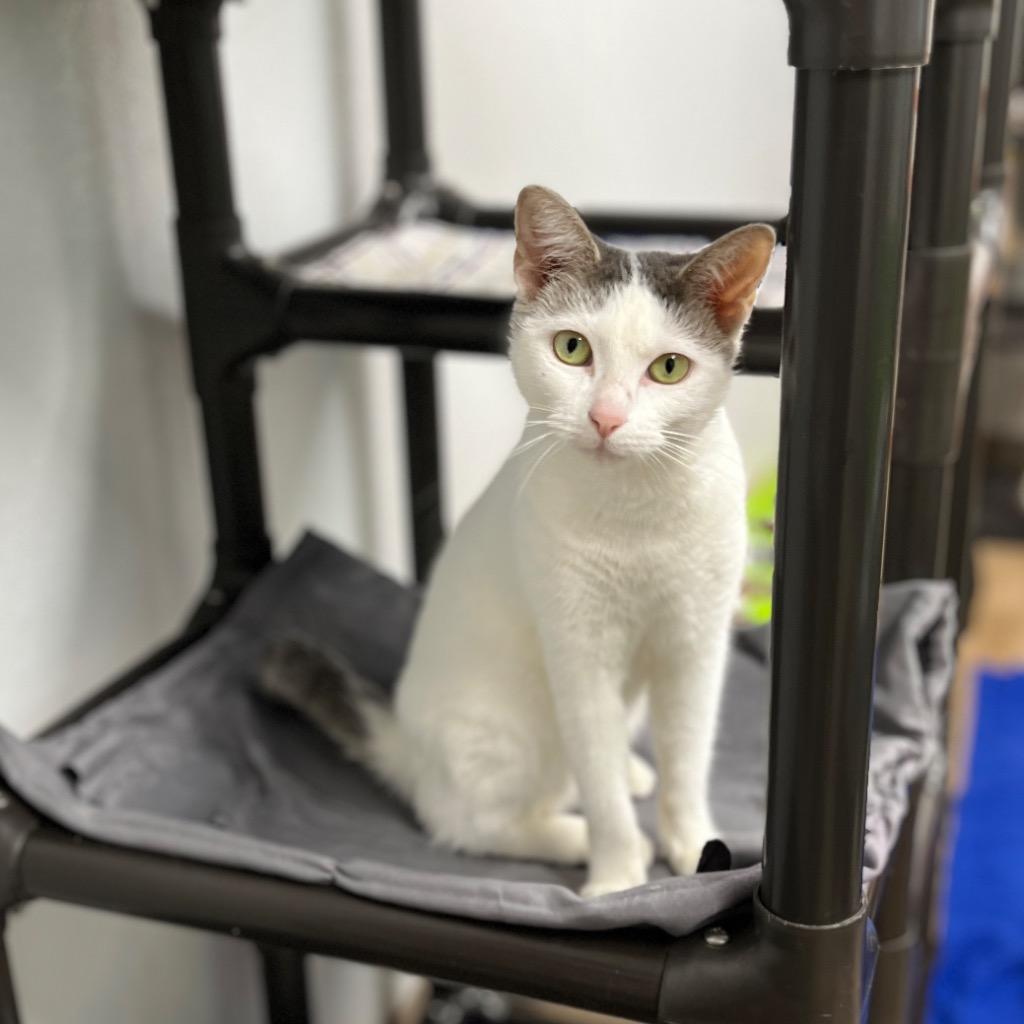 Enlarge Kristy, a Adoptable mixed breed in Corpus Christi, TX image 3/6