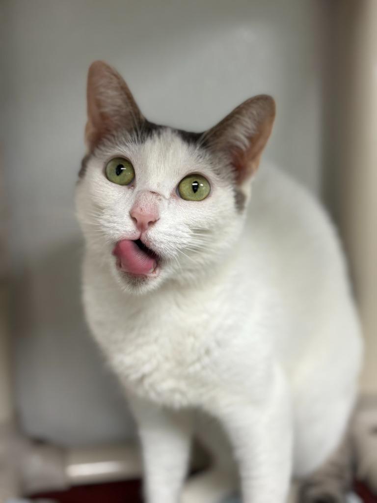 Enlarge Kristy, a Adoptable mixed breed in Corpus Christi, TX image 4/6