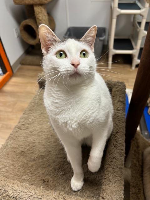 Enlarge Kristy, a Adoptable mixed breed in Corpus Christi, TX image 5/6