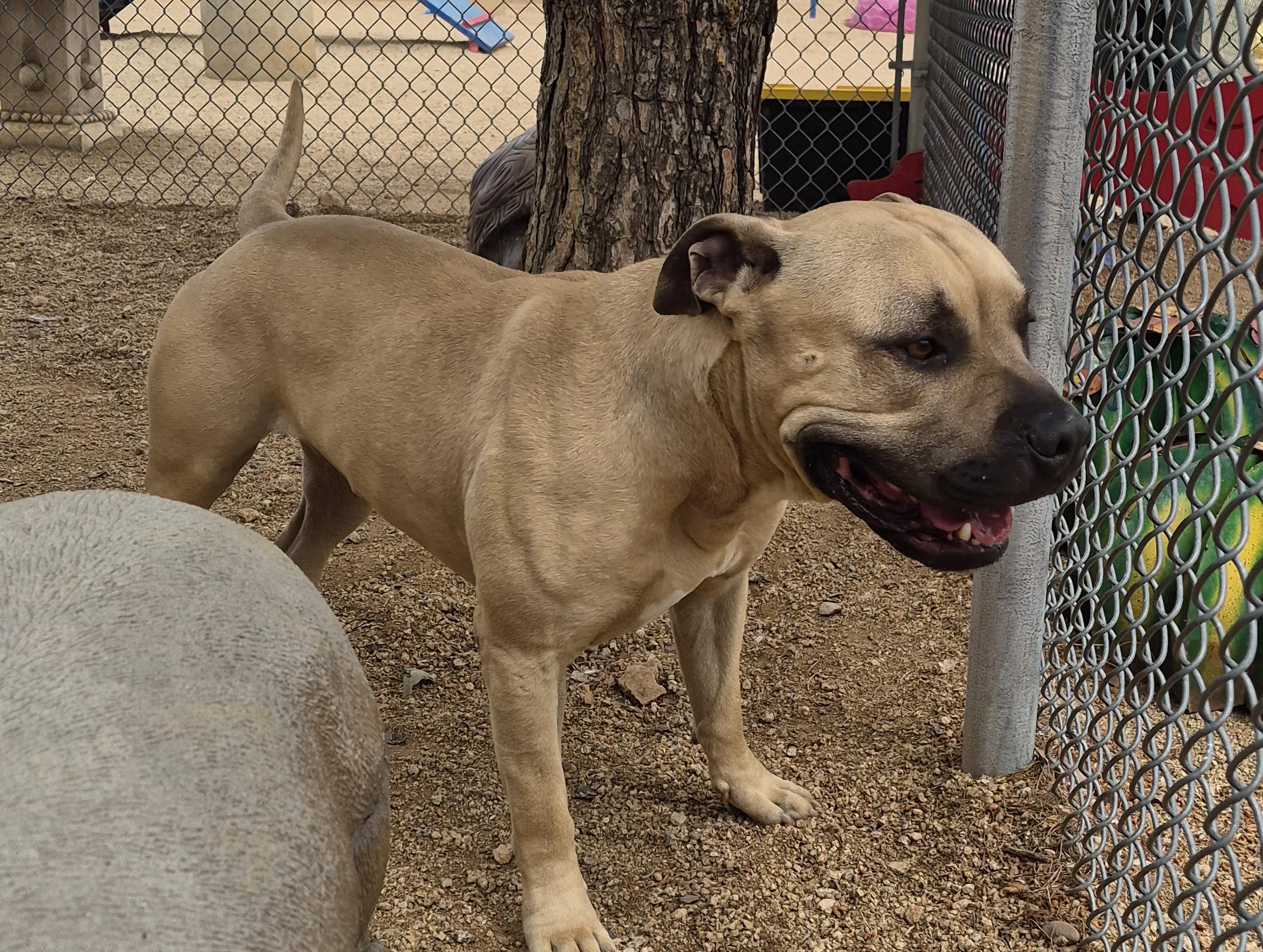Kix, adopted, Adult Male Mastiff.