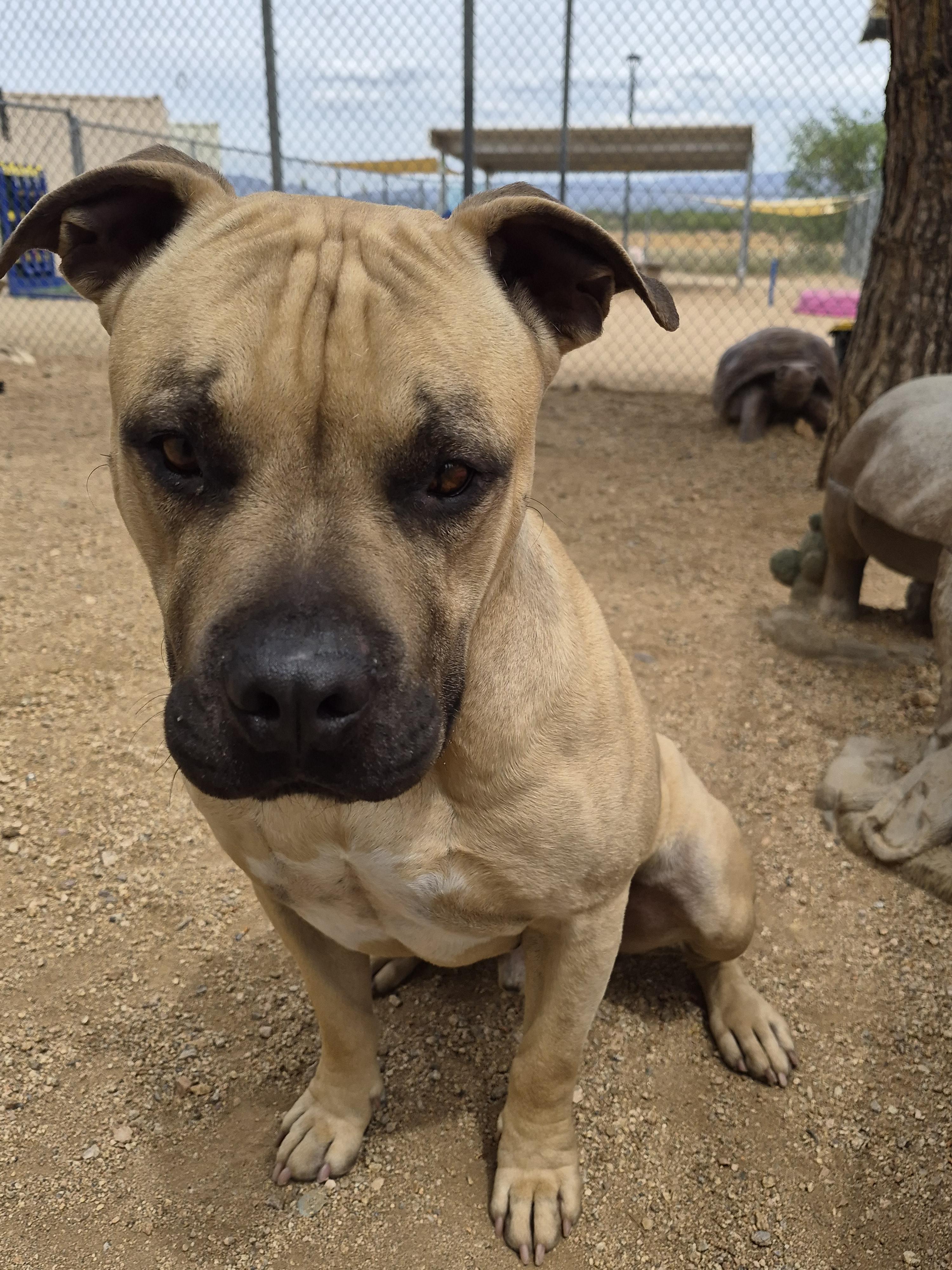 Kix, an adopted mixed breed in Sierra Vista, AZ image 3/3