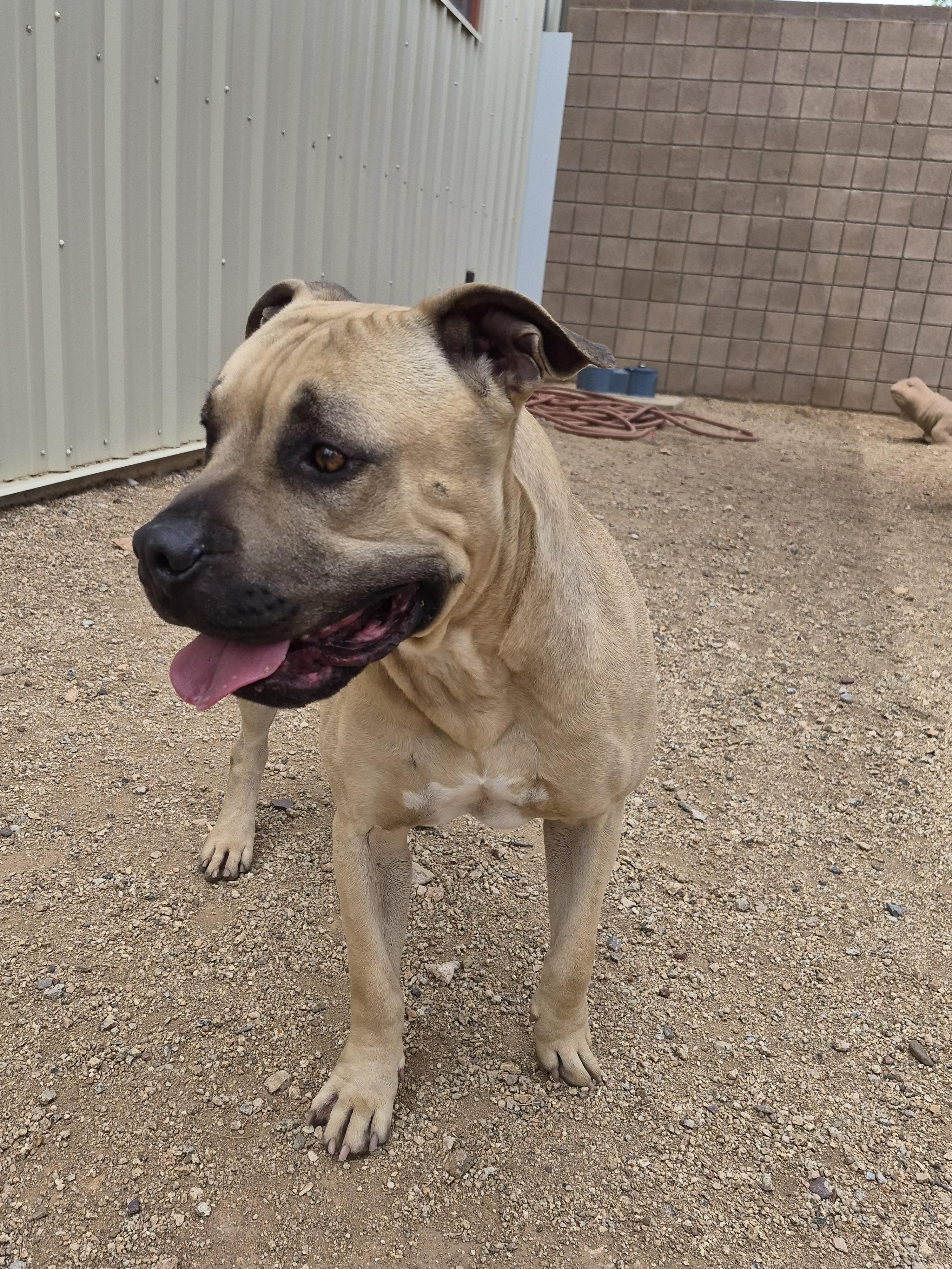 Kix, an adopted mixed breed in Sierra Vista, AZ image 2/3