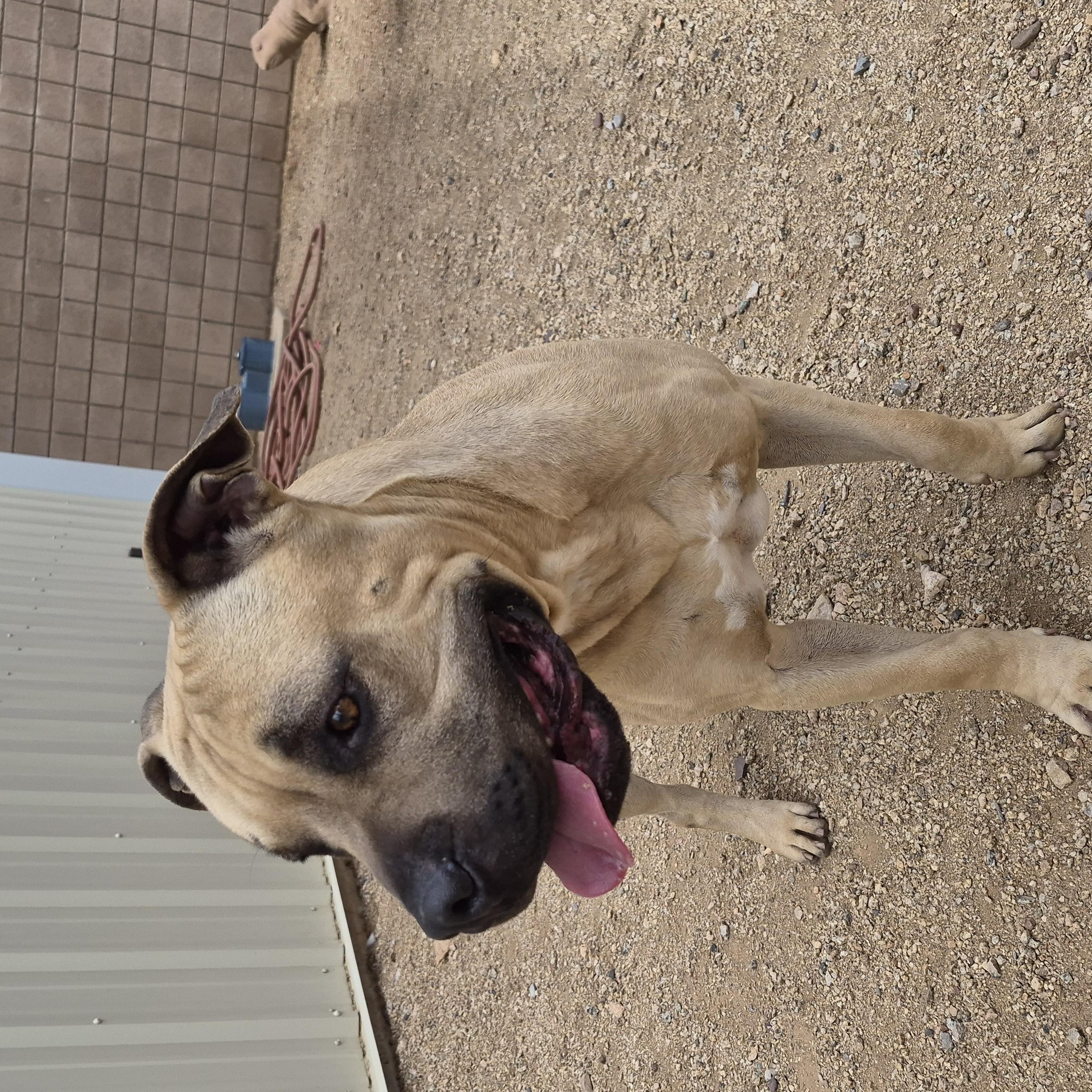 Enlarge Kix, a Adoptable mixed breed in Sierra Vista, AZ image 2/3