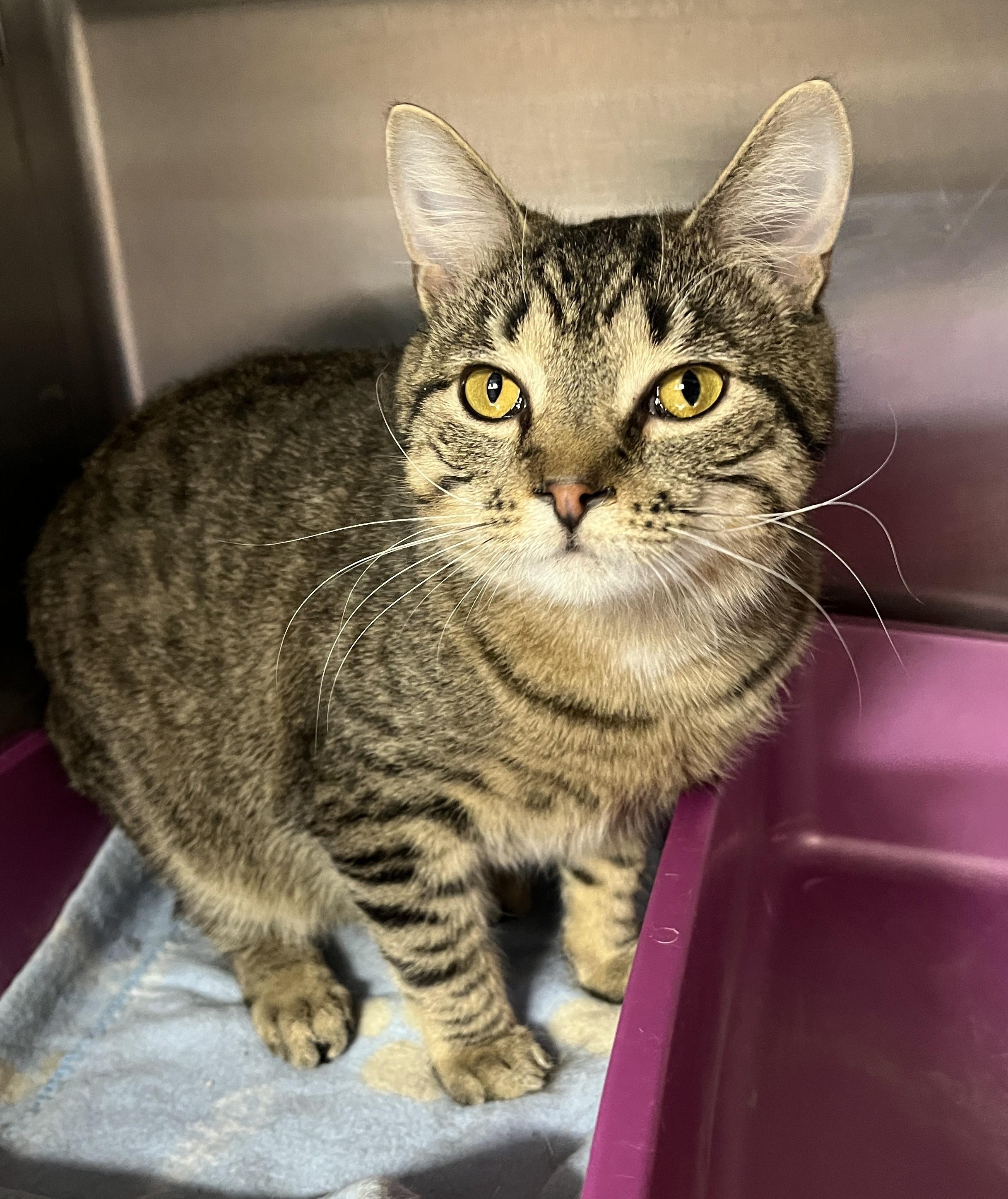 Enlarge CHILI (CR/SC), a Adoptable American Shorthair in Sainte-Angele-de-Monnoir, QC image 5/6