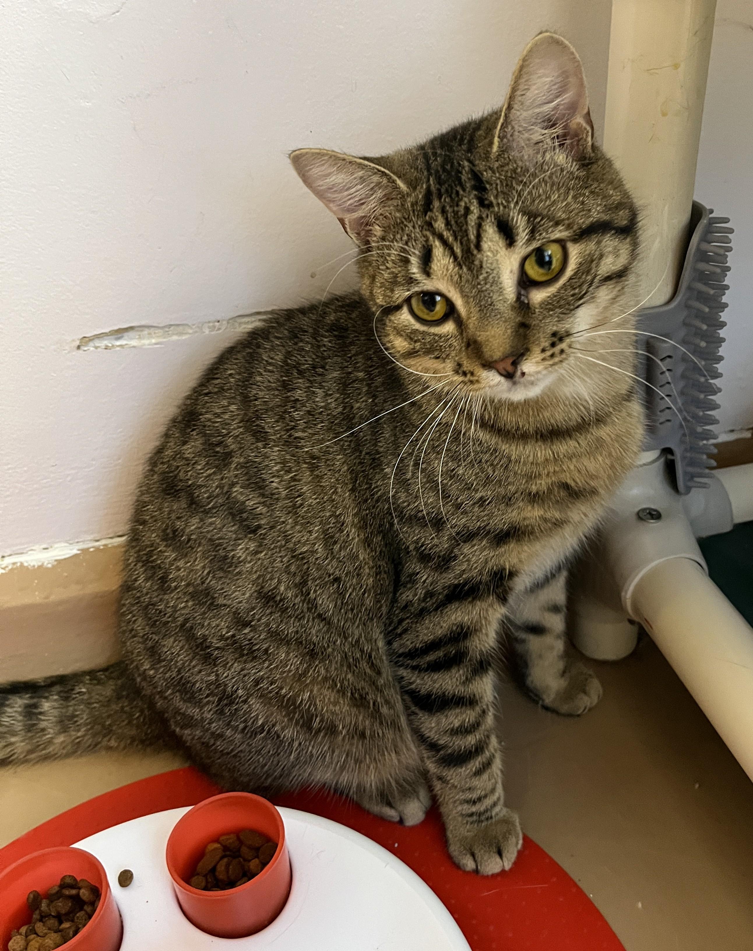 Enlarge CHILI (CR/SC), a Adoptable American Shorthair in Sainte-Angele-de-Monnoir, QC image 4/6