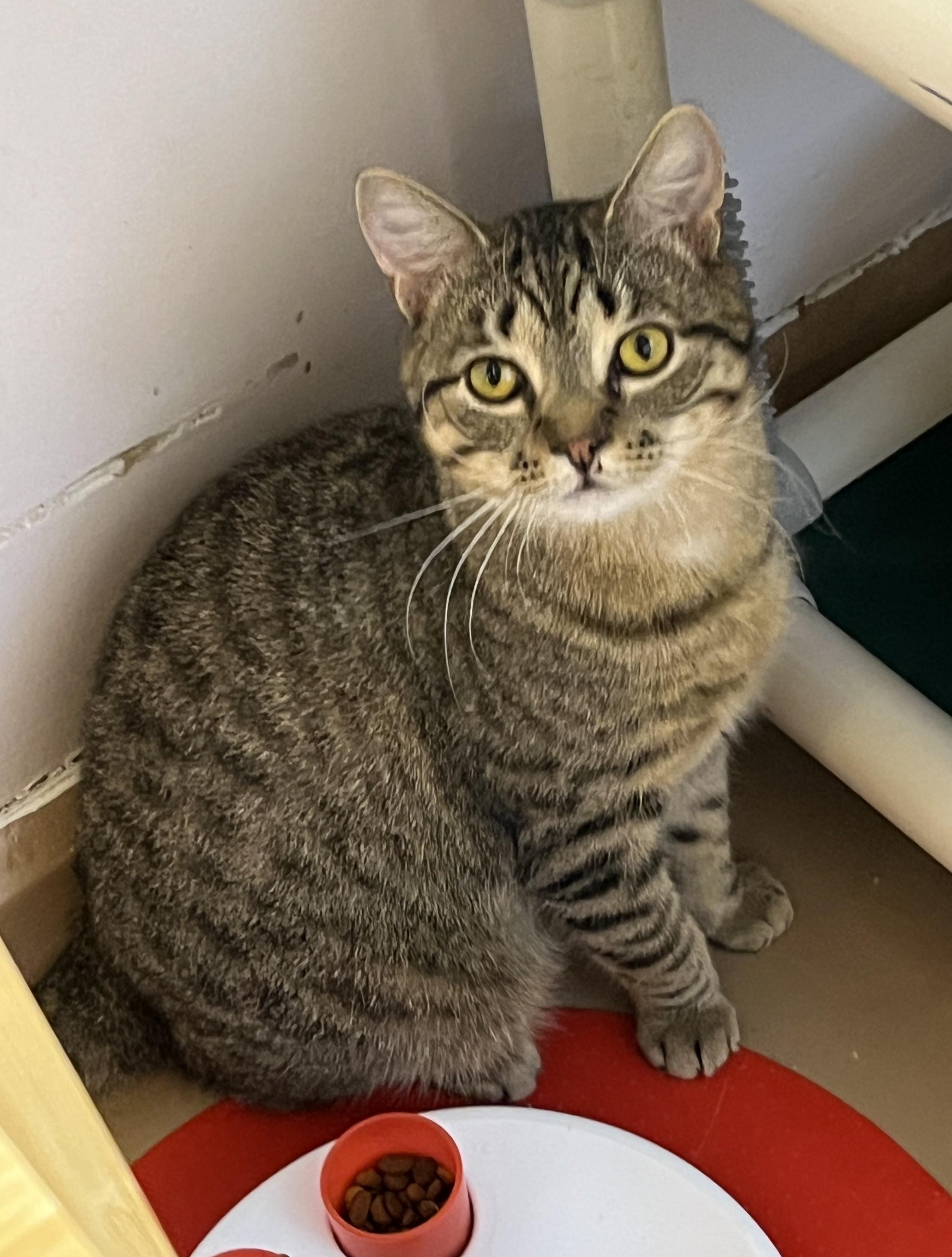 Enlarge CHILI (CR/SC), a Adoptable American Shorthair in Sainte-Angele-de-Monnoir, QC image 2/6