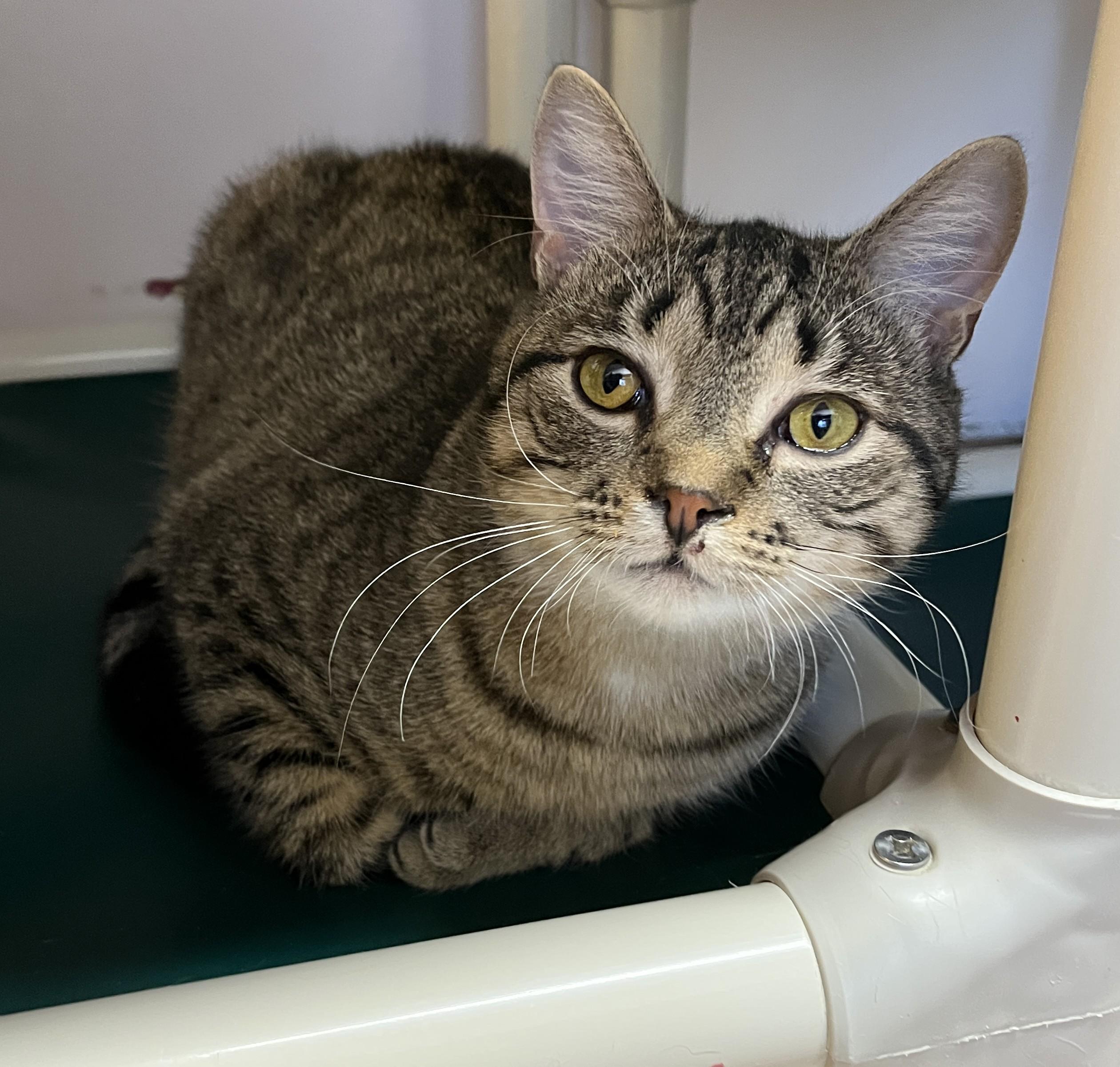 CHILI (CR/SC), Adoptable, Young Male American Shorthair.