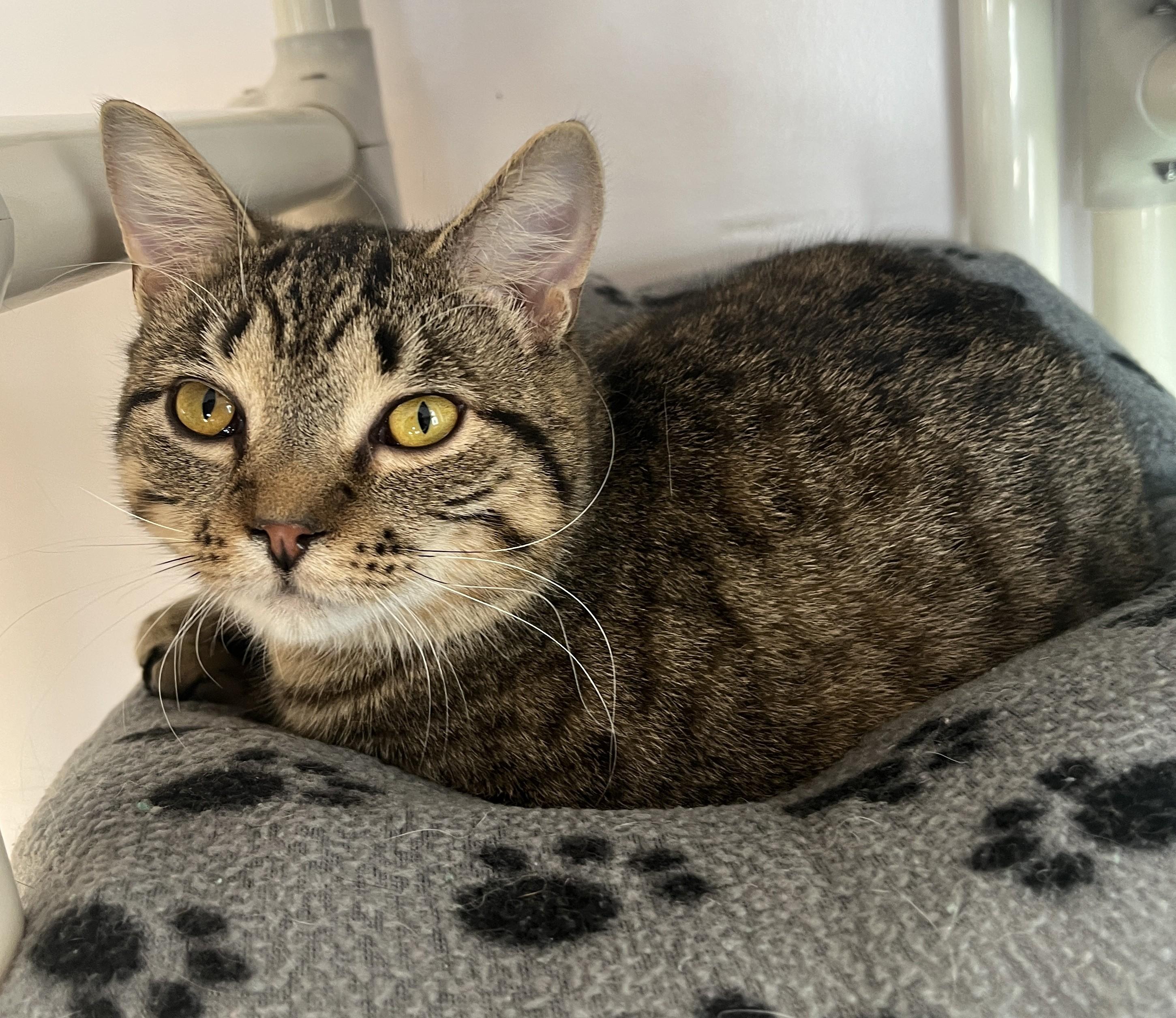 Enlarge CHILI (CR/SC), a Adoptable American Shorthair in Sainte-Angele-de-Monnoir, QC image 3/6