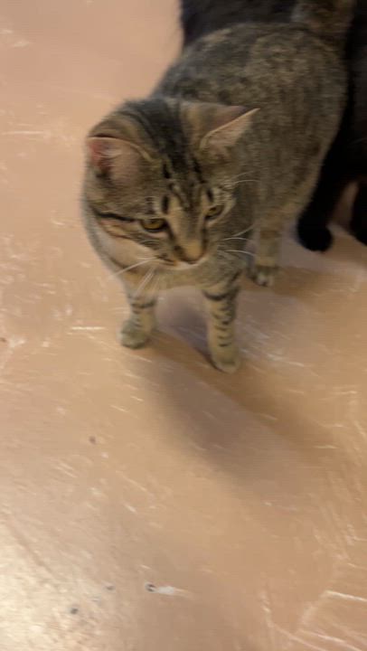 Enlarge CHILI (CR/SC), a Adoptable American Shorthair in Sainte-Angele-de-Monnoir, QC video 6/6