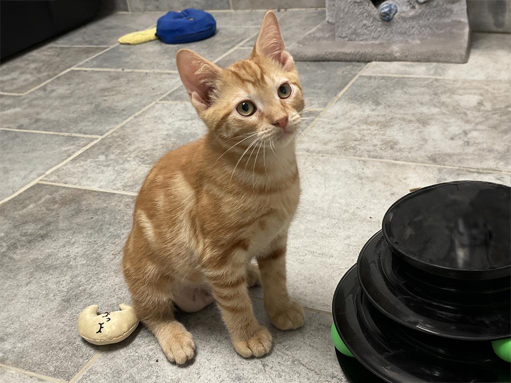 Elvis, a Adoptable Domestic Short Hair in Charles Town, WV image 3/3
