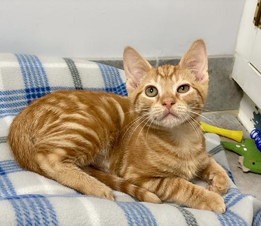 Elvis, Adoptable, Kitten Male Domestic Short Hair.