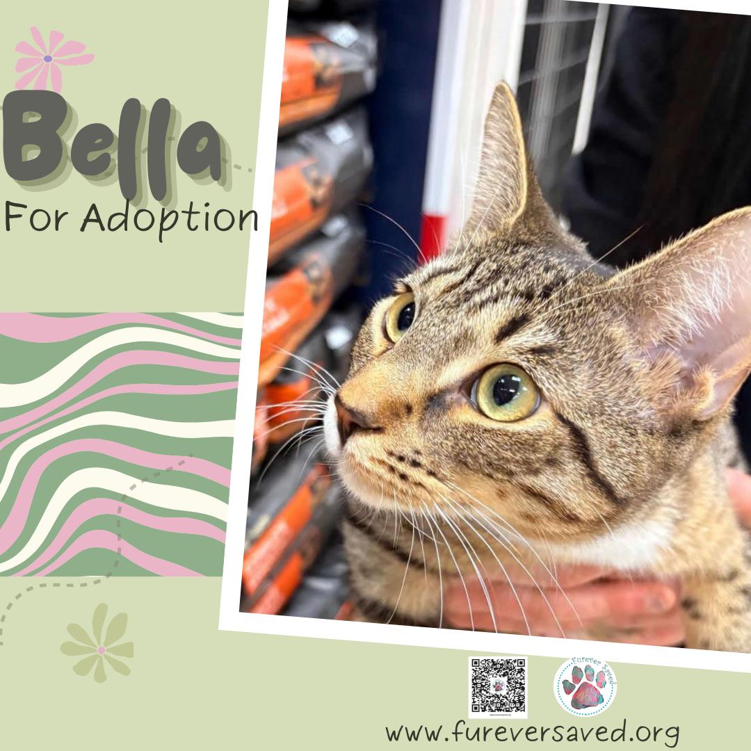 Enlarge Bella, an adopted Domestic Short Hair in Miami, FL image 5/5