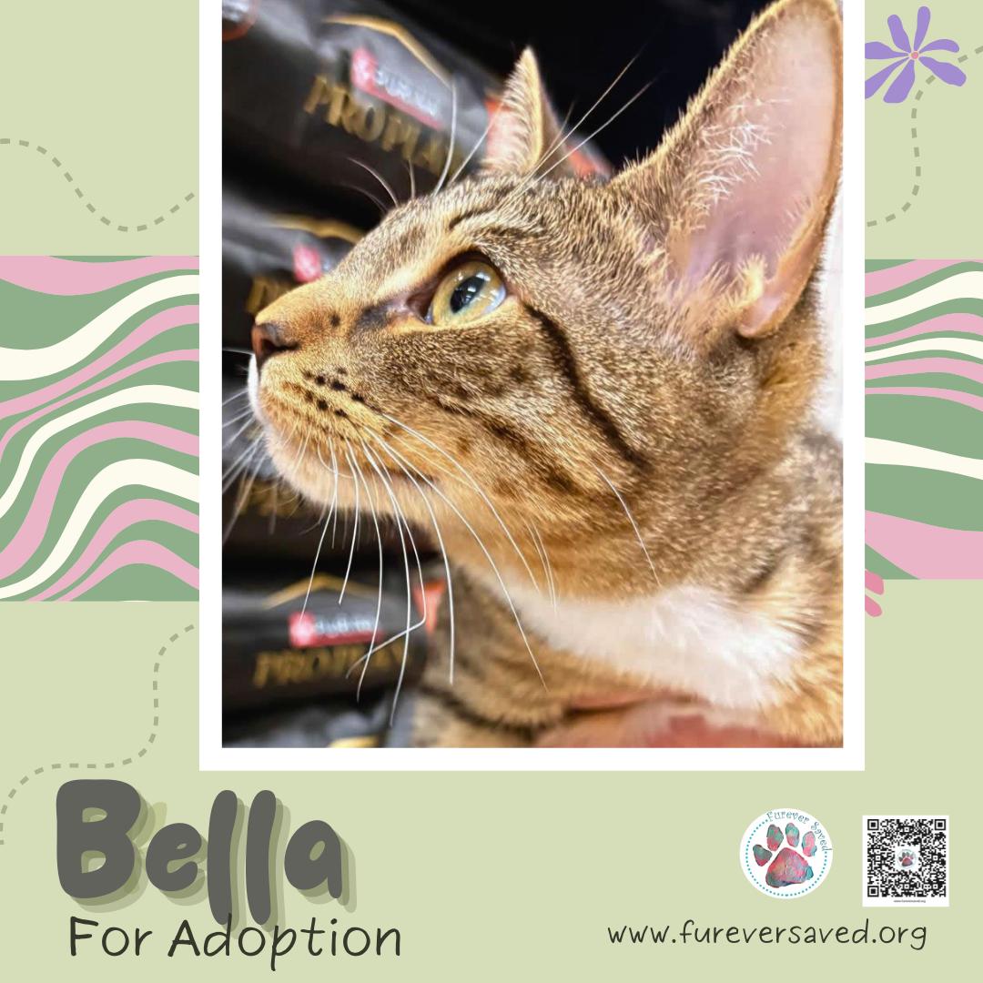 Enlarge Bella, an adopted Domestic Short Hair in Miami, FL image 3/5