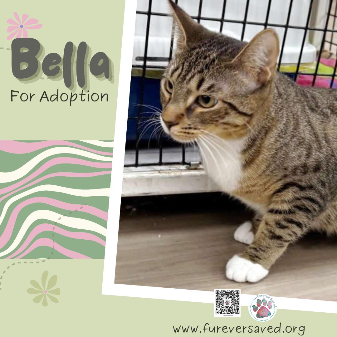 Enlarge Bella, an adopted Domestic Short Hair in Miami, FL image 4/5