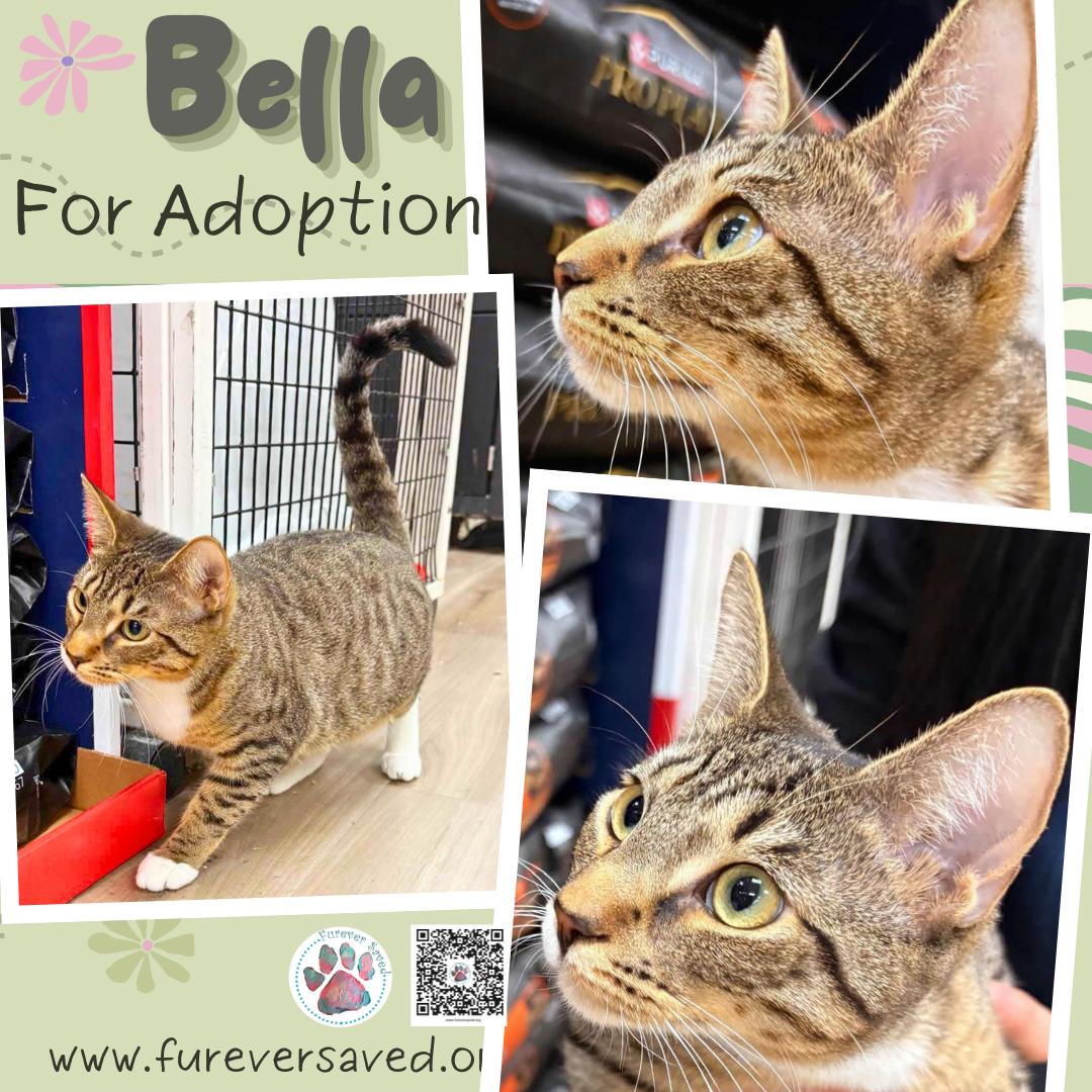 Enlarge Bella, an adopted Domestic Short Hair in Miami, FL image 1/5