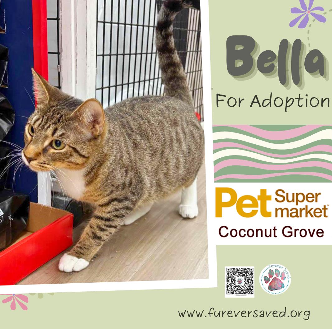 Enlarge Bella, an adopted Domestic Short Hair in Miami, FL image 2/5