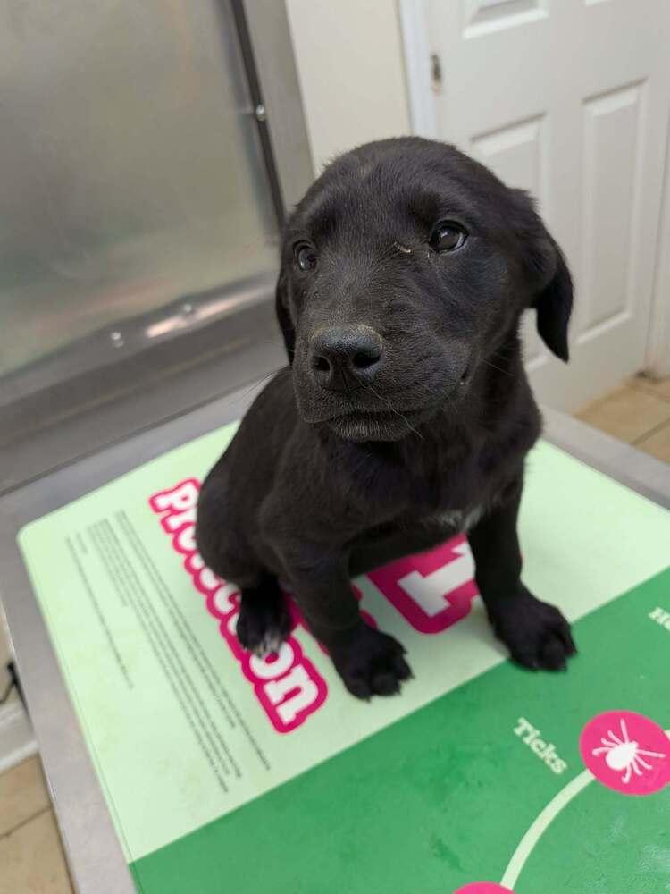 Enlarge Cranberry, a Adoptable Labrador Retriever in Statesville, NC image 1/1